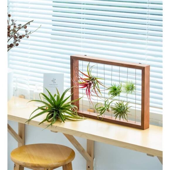 Air Plant Frame Hanging Airplant Holder Tillandsia Display Hanger Wooden Shelf - Picture 4 of 8